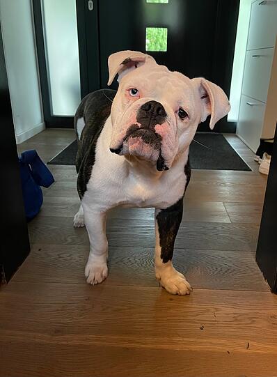 Bowie