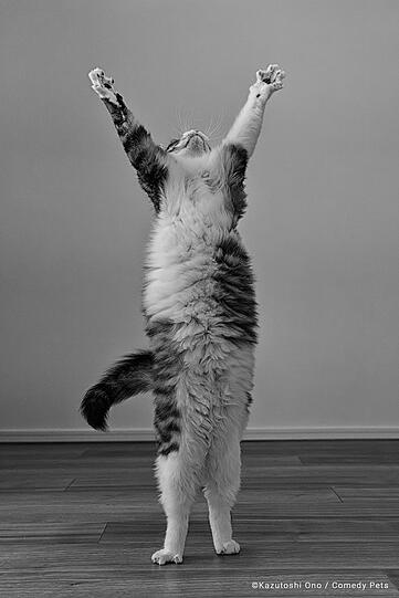 Diese Katze scheint die Sonne anzubeten.