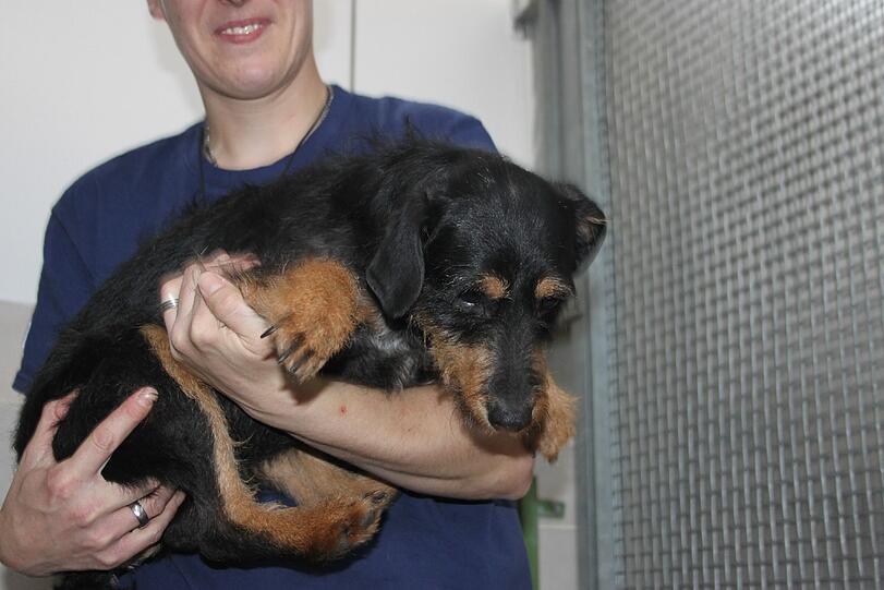 Der Gesundheitszustand der geretteten Hunde ist schlecht.