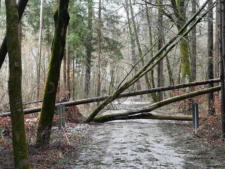 Umgestürzte Bäume liegen über einem Weg. Foto: Tobias Hase/dpa