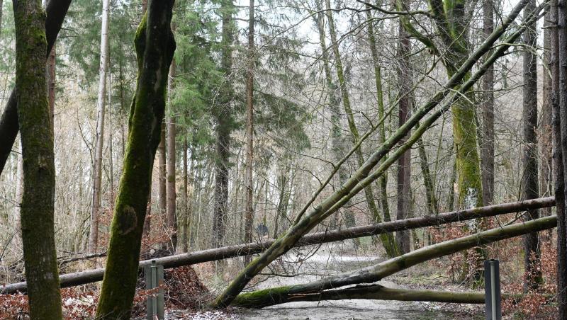 Umgestürzte Bäume liegen über einem Weg. Foto: Tobias Hase/dpa Umgestürzte Bäume liegen über einem Weg. Foto: Tobias Hase/dpa
