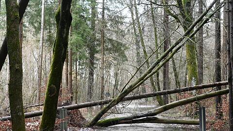 Umgestürzte Bäume liegen über einem Weg. Foto: Tobias Hase/dpa