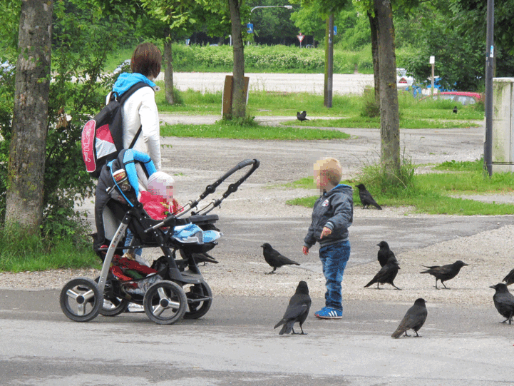 ... an Szenen aus "die Vögel", schreibt er. Dabei blieb alles harmlos. Doch der kleine Bub fand das offenbar nicht lustig.