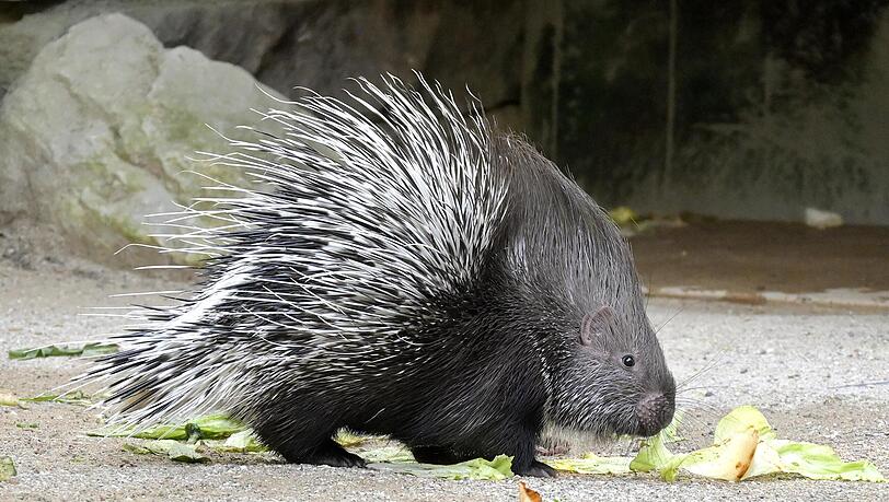 Ein junges Weißschwanz-Stachelschwein im Tierpark Hellabrunn. Nach Angaben des Zoos in München ist es der erste Nachwuchs bei den Tieren seit mehr als 30 Jahren.