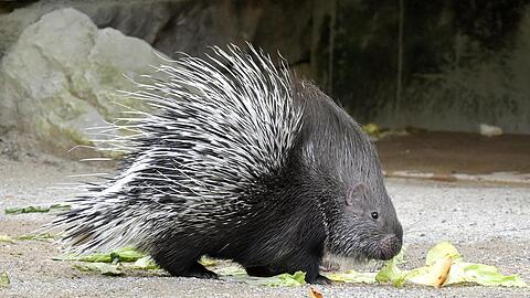 Ein junges Weißschwanz-Stachelschwein im Tierpark Hellabrunn. Nach Angaben des Zoos in München ist es der erste Nachwuchs bei den Tieren seit mehr als 30 Jahren.