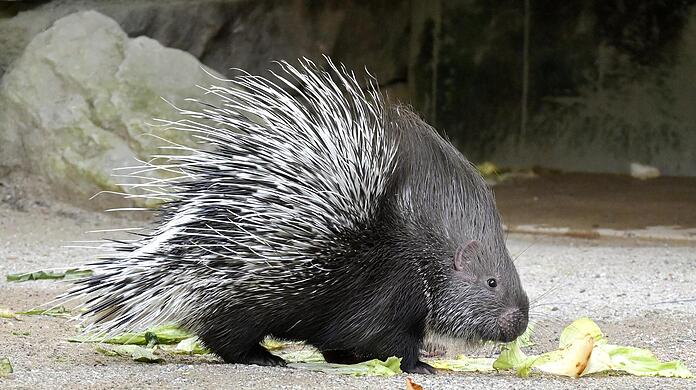 Ein junges Weißschwanz-Stachelschwein im Tierpark Hellabrunn. Nach Angaben des Zoos in München ist es der erste Nachwuchs bei den Tieren seit mehr als 30 Jahren.