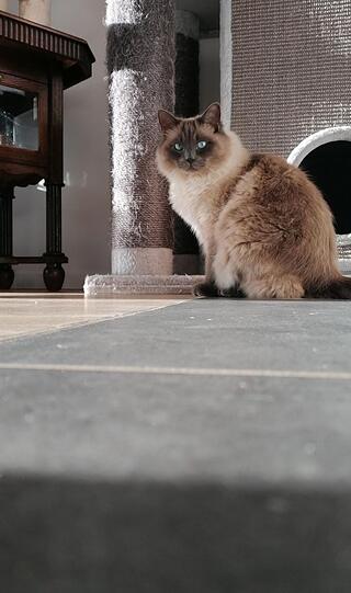 Shadow