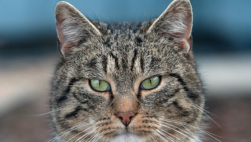 Die Katze bemerkte den Brand zuerst und weckte ihre menschlichen Mitbewohner. (Symbolbild) Die Katze bemerkte den Brand zuerst und weckte ihre menschlichen Mitbewohner. (Symbolbild)