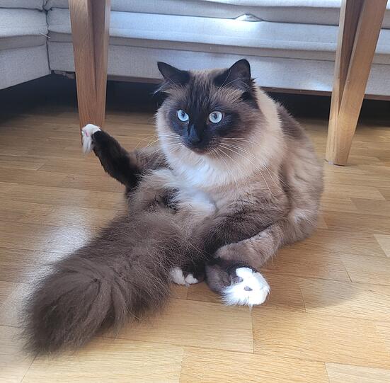 Tuuli
