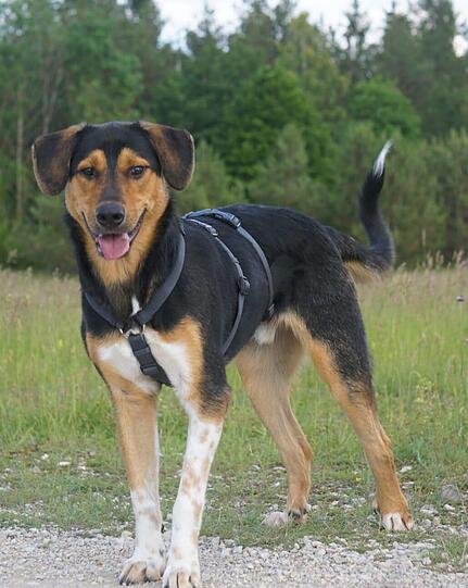 Kosmo