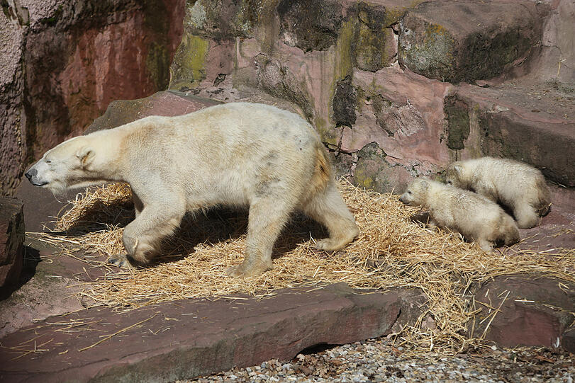 Unsere Eisbärchen Aleut und Gregor mit Mama Vera bei ihrem ersten Ausflug im Freigehege.