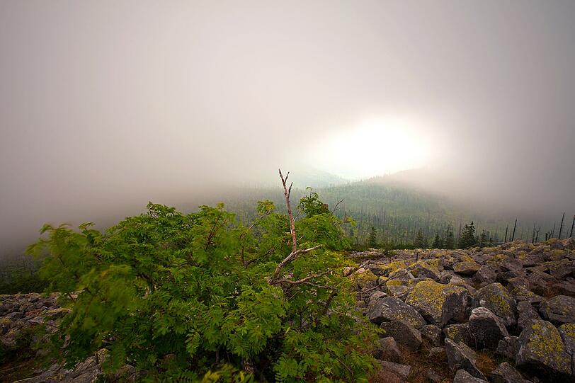 Blick in den Nebel