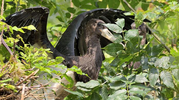 Im Mai schlüpften im Tierpark Hellabrunn zwei junge Schwarzstörche.