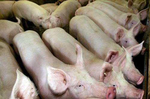 Seit September lieferte Irland 2000 Tonnen Schweinefleisch nach Deutschland &ndash; einen Teil vermuten die Behörden in Bayern.