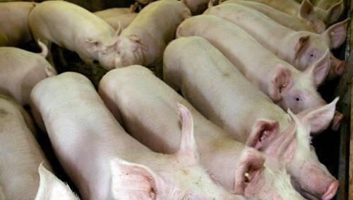 Seit September lieferte Irland 2000 Tonnen Schweinefleisch nach Deutschland – einen Teil vermuten die Behörden in Bayern. Seit September lieferte Irland 2000 Tonnen Schweinefleisch nach Deutschland – einen Teil vermuten die Behörden in Bayern.