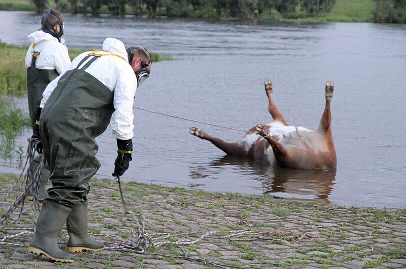 Die Behörden in Niedersachsen warnen vor einem mit
Milzbrand infizierten Kuh-Kadaver in der Elbe. Das im Landkreis
Stendal in Sachsen-Anhalt in den Fluss gestürzte Tier treibe derzeit
möglicherweise durch den Landkreis Lüchow-Dannenberg, sagte eine
Sprecherin am Donnerstag.