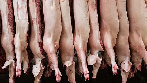 Der Schweinebestand ist um 32 Prozent zurückgegangen.