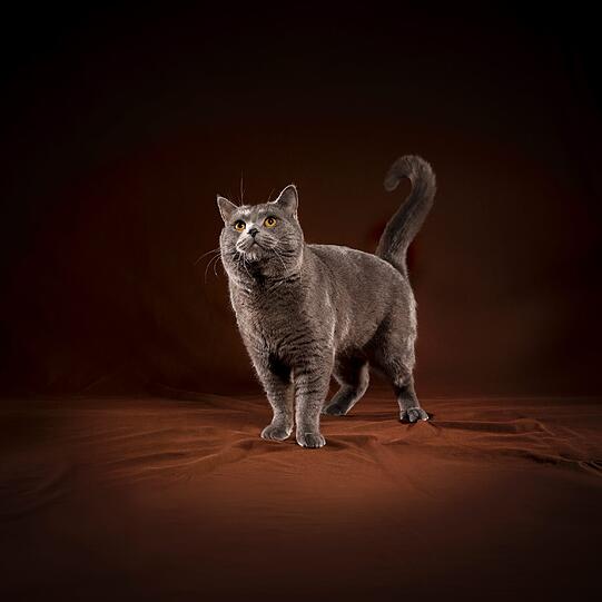 Als &bdquo;lächelnde blaue Katze aus Frankreich&ldquo; ist die Kartäuserkatze bekannt. Es gibt zwei Legenden, wie die Katze zu ihrem Namen kam: Einige glauben, sie hätte bei den französischen Kartäusermönchen gelebt, andere sehen eine Verbindung zu einer spanischen Wollsorte (Pile des Chartreux) aus dem 18. Jahrhundert, die dem dichten Fell der Katze ähnelte &hellip;