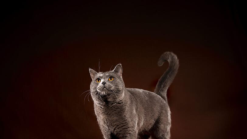 Als „lächelnde blaue Katze aus Frankreich“ ist die Kartäuserkatze bekannt. Es gibt zwei Legenden, wie die Katze zu ihrem Namen kam: Einige glauben, sie hätte bei den französischen Kartäusermönchen gelebt, andere sehen eine Verbindung zu einer spanischen Wollsorte (Pile des Chartreux) aus dem 18. Jahrhundert, die dem dichten Fell der Katze ähnelte … Als „lächelnde blaue Katze aus Frankreich“ ist die Kartäuserkatze bekannt. Es gibt zwei Legenden, wie die Katze zu ihrem Namen kam: Einige glauben, sie hätte bei den französischen Kartäusermönchen gelebt, andere sehen eine Verbindung zu einer spanischen Wollsorte (Pile des Chartreux) aus dem 18. Jahrhundert, die dem dichten Fell der Katze ähnelte …
