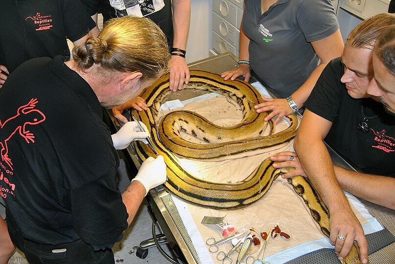 Das Team der Auffangstation für Reptilien während der OP.