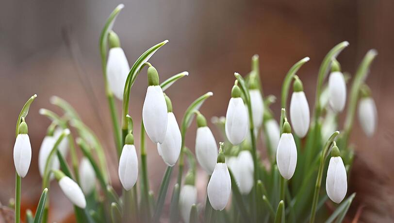 Nach Eis und Schnee trauen sich immer h&auml;ufiger auch die ersten Fr&uuml;hbl&uuml;her ans Tageslicht. Milde Temperaturen machen es m&ouml;glich. (Illustration)
