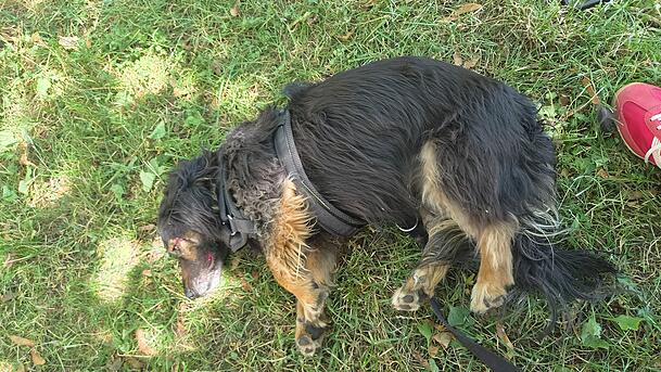 Nala liegt verletzt mit Blut um die Augen und an der Schnauze im Gras.