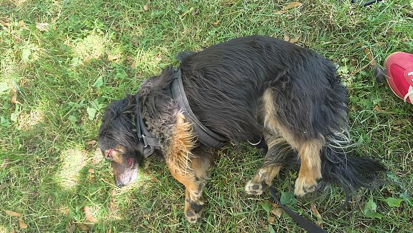 Nala liegt verletzt mit Blut um die Augen und an der Schnauze im Gras.