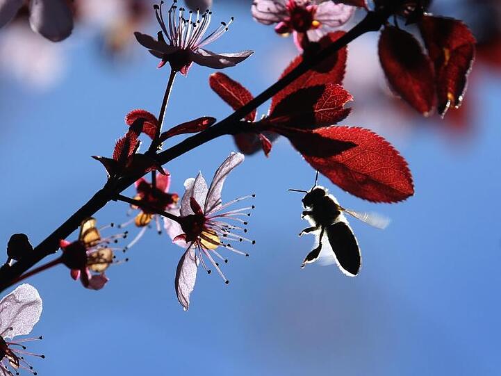 Eine Biene fliegt im Sonnenschein zwischen den Blüten einer Blutpflaume. Foto: Karl-Josef Hildenbrand/dpa