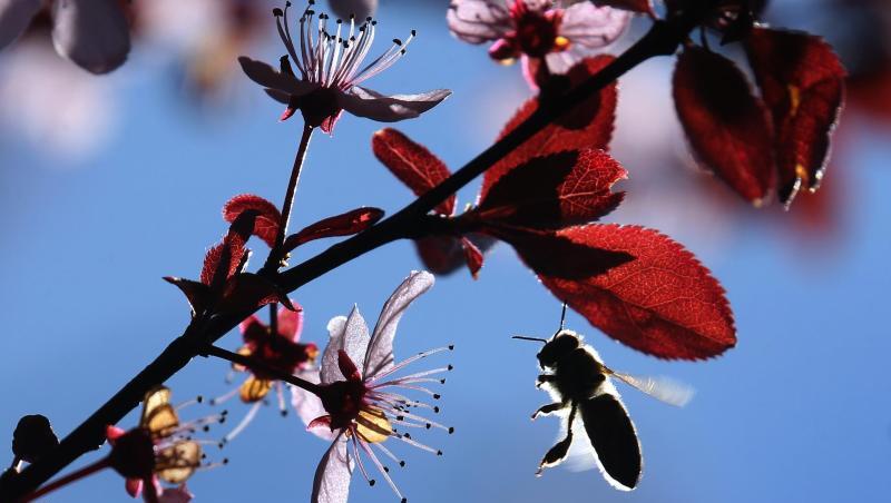 Eine Biene fliegt im Sonnenschein zwischen den Blüten einer Blutpflaume. Foto: Karl-Josef Hildenbrand/dpa Eine Biene fliegt im Sonnenschein zwischen den Blüten einer Blutpflaume. Foto: Karl-Josef Hildenbrand/dpa