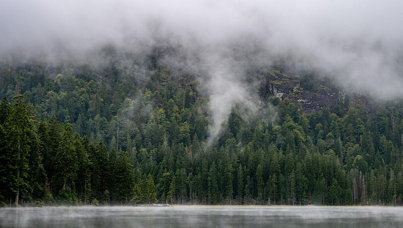 Wunsch vieler Förster: mehr Regenwetter.