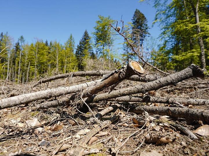 Trockene Äste und Laub liegen auf einer Waldlichtung. Foto: Uwe Anspach/dpa/Archivbild