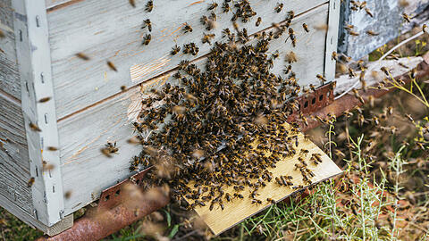 Bei der Amerikanischen Faulbrut handelt es sich um eine anzeigepflichtige Tierseuche, die nach den Bestimmungen der BienSeuchV in der jeweils geltenden Fassung staatlich bekämpft wird. (Symbolbild)