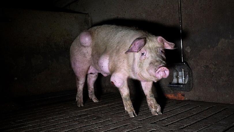 Die spanische Nichtregierungsorganisation Arge hat grausige Fotos aus einem Schweinemastbetrieb in der Provinz Teruel ver&ouml;ffentlicht und Anzeige gegen die Verantwortlichen erstattet.