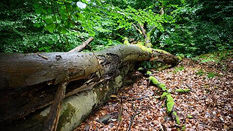 Wenn der deutsche Wald besser mit D&uuml;rre und steigenden Temperaturen zurechtkommt, kann er mehr CO2 speichern - was gut ist f&uuml;r das Klima. (Archivbild)