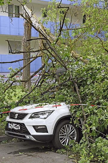 Ein umgestürzter Baum in der Schleißheimer Straße demolierte ein Auto.