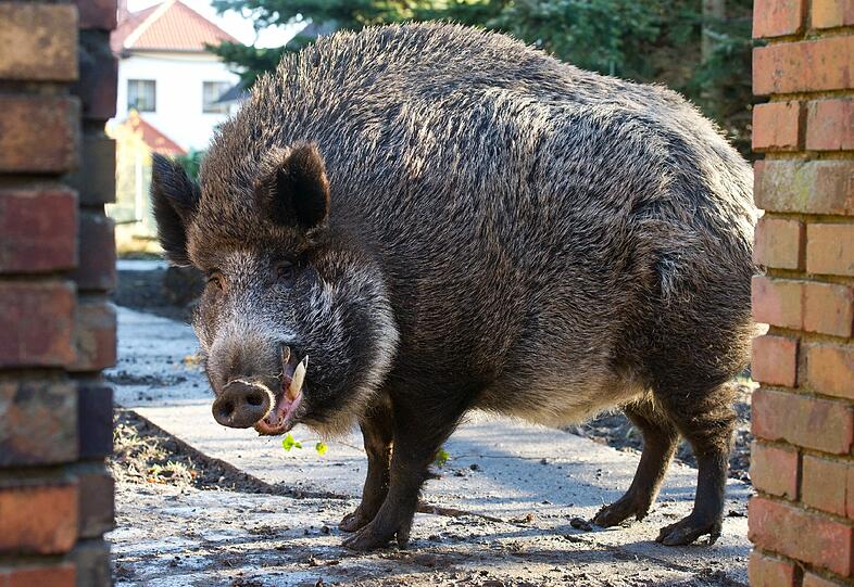 Die Wildschweine in Bayern vermehren sich rasant.