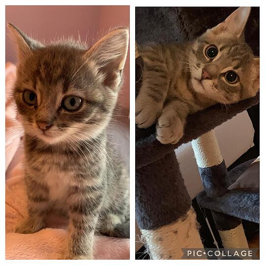 Simba