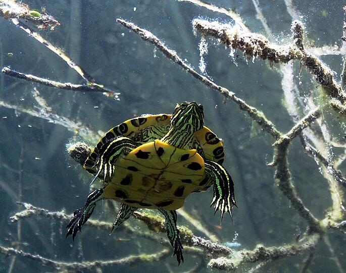Hübsch anzusehen, auch unter Wasser: eine exotische Schmuckschildkröte.