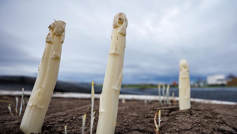 Die Spargelsaison beginnt. (Archivbild)