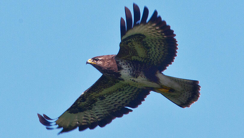 Ein Mäusebussard fliegt über ein Feld. Mäusebussarde verteidigen ihre Brutreviere und sehen in Läufern eine Gefahr für ihre Jungen. Ein Mäusebussard fliegt über ein Feld. Mäusebussarde verteidigen ihre Brutreviere und sehen in Läufern eine Gefahr für ihre Jungen.