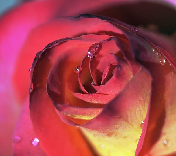 "Rosenmohn - Mohnrosen": Die Fotografin setzt rote Blumen gekonnt in Szene.