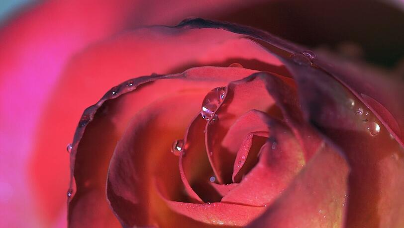 "Rosenmohn - Mohnrosen": Die Fotografin setzt rote Blumen gekonnt in Szene. "Rosenmohn - Mohnrosen": Die Fotografin setzt rote Blumen gekonnt in Szene.