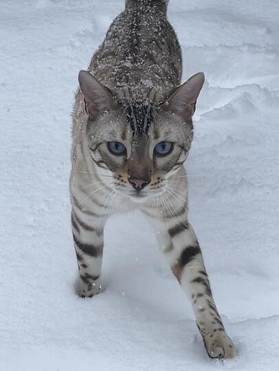 Leo