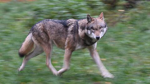 Eigentlich eher scheu: W&ouml;lfe meiden &uuml;blicherweise den Menschen.