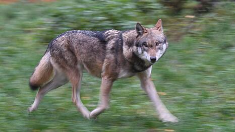 Eigentlich eher scheu: W&ouml;lfe meiden &uuml;blicherweise den Menschen.