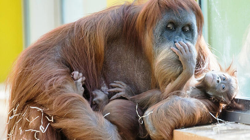 Quentin und Quinn heißen die beiden Orang-Utan-Babys aus Hellabrunn.