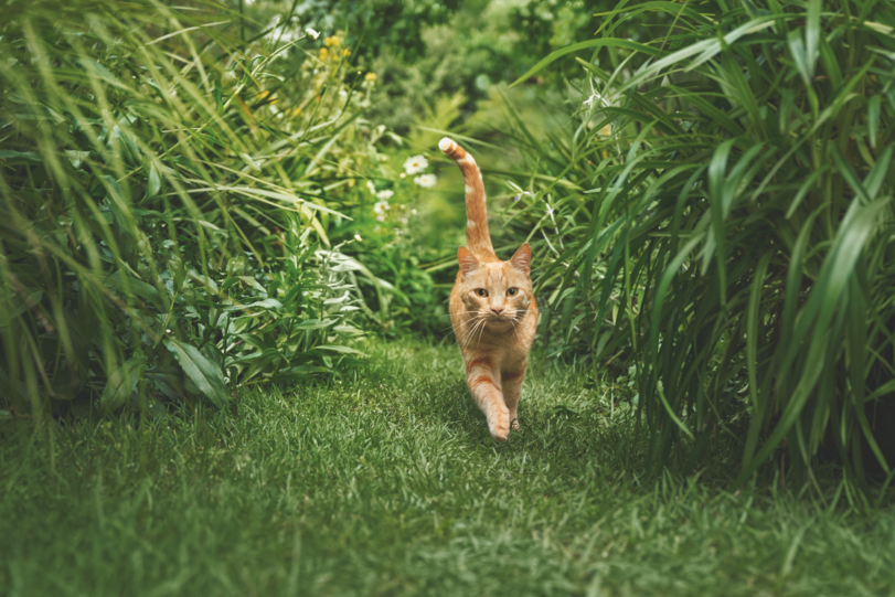 Katzen sind von Natur aus Fleischfresser. Sie sind sehr wählerisch und lassen sich in puncto Qualität nicht täuschen.