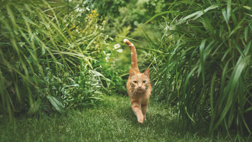 Katzen sind von Natur aus Fleischfresser. Sie sind sehr wählerisch und lassen sich in puncto Qualität nicht täuschen. Katzen sind von Natur aus Fleischfresser. Sie sind sehr wählerisch und lassen sich in puncto Qualität nicht täuschen.