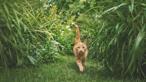 Katzen sind von Natur aus Fleischfresser. Sie sind sehr wählerisch und lassen sich in puncto Qualität nicht täuschen.