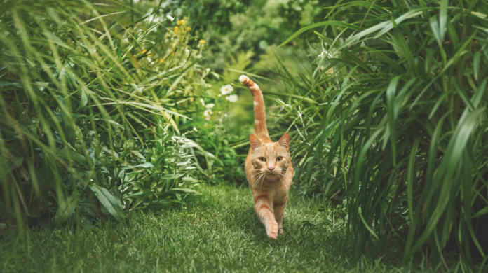 Katzen sind von Natur aus Fleischfresser. Sie sind sehr wählerisch und lassen sich in puncto Qualität nicht täuschen.